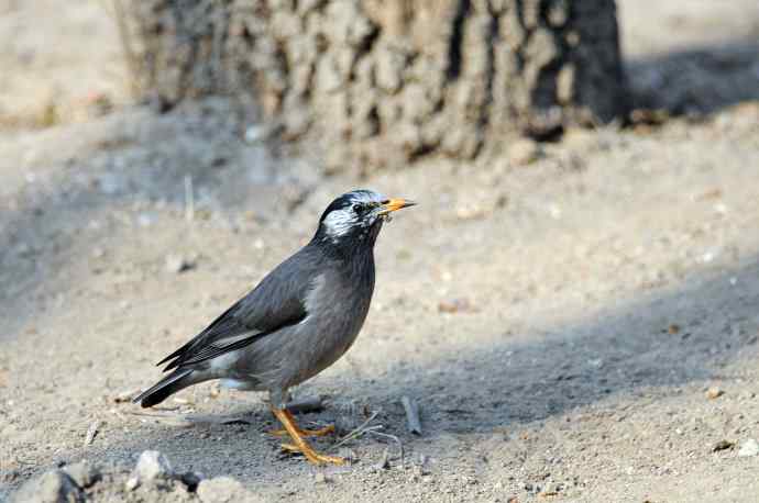 随走随拍（灰椋鸟）