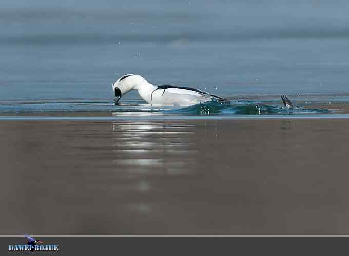 白秋沙和罗纹鸭记录