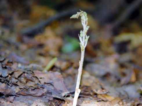 鱼类活化石：弓鳍鱼