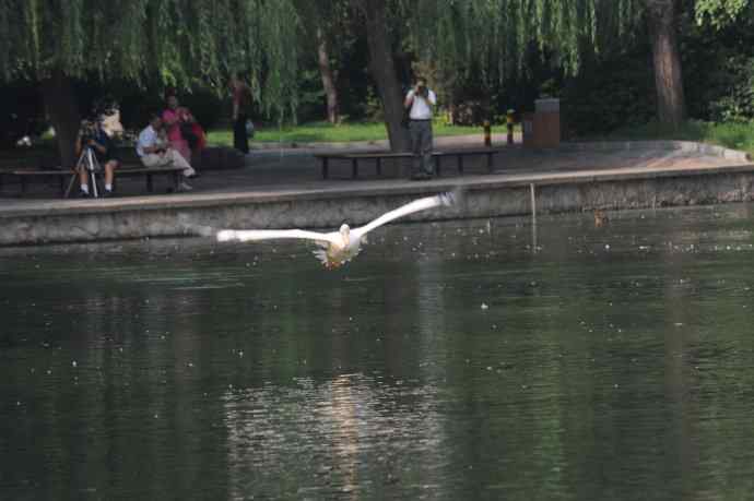 再拍大鹈鹕 wbr wbr4 再拍大鹈鹕 wbr wbr4