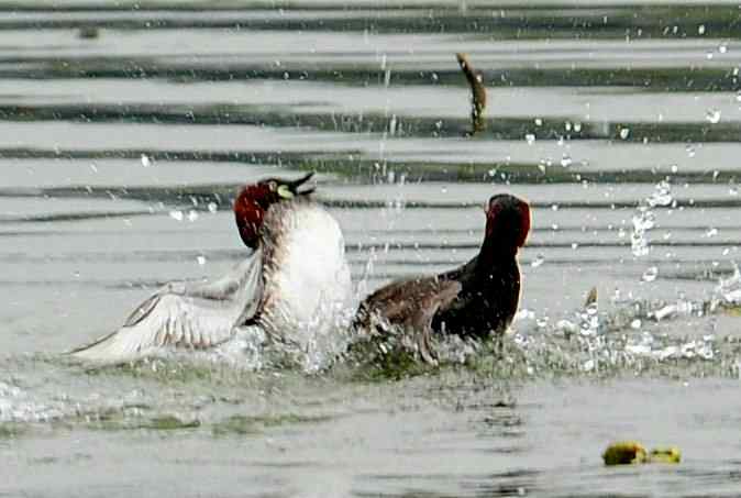 小掐架(圆明园)