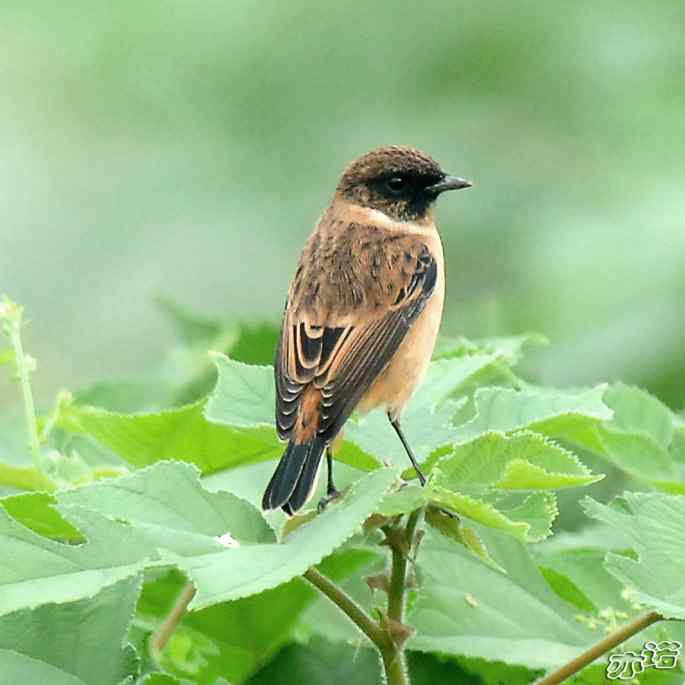 黑喉石鵖摄影欣赏