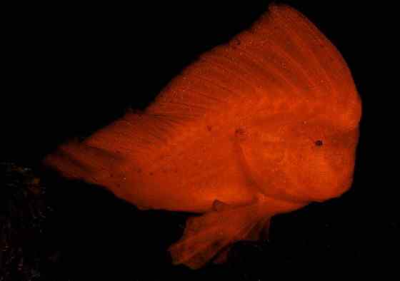 漂亮的罕见的“印第安鱼” 丑鲉 漂亮的罕见的“印第安鱼” 丑鲉