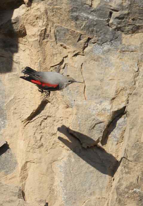 红翅旋壁雀 红翅旋壁雀