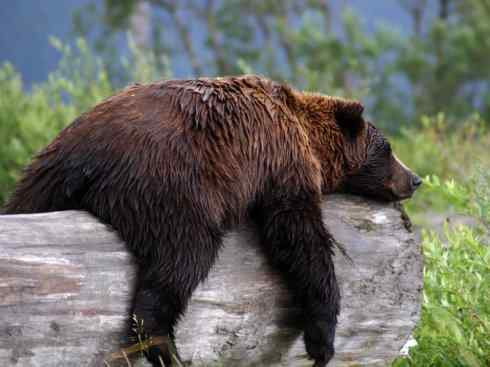 十大喜食蜂蜜动物：棕熊