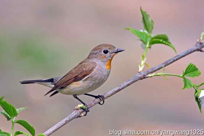 雄性红喉姬鹟（17）