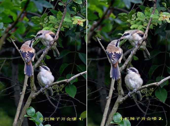 207.小伯劳成长记（3）亲鸟育儿篇