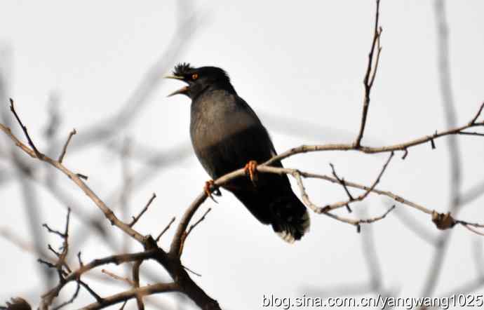 谁爱吃柿子?(八哥) 谁爱吃柿子?(八哥)