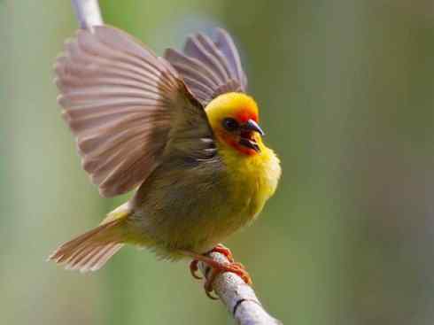 极品红色鸟类：红艳织雀