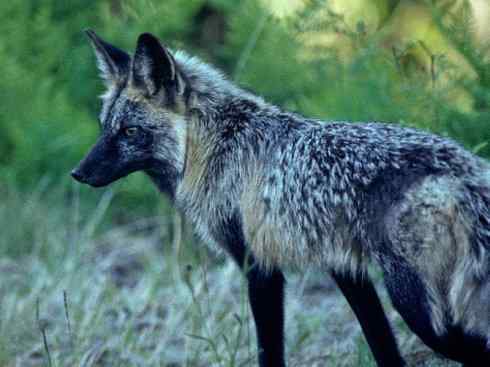 犬科：狐亚科狐属