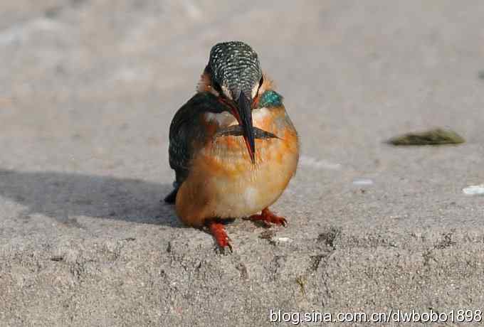 新年第一炮:小翠抓虾 新年第一炮:小翠抓虾