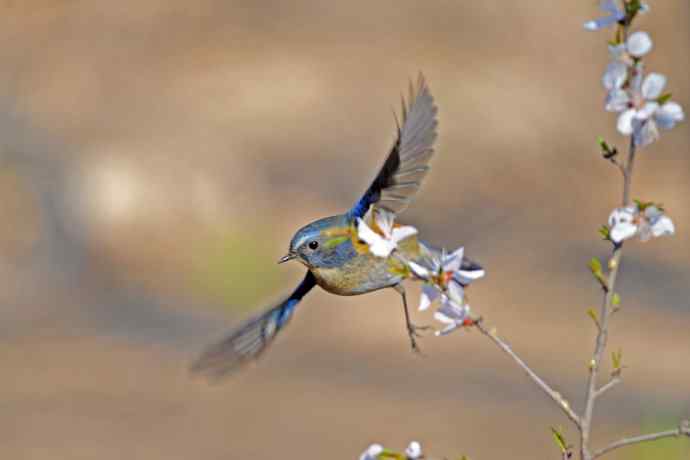 雄性红胁蓝尾鸲(6) 雄性红胁蓝尾鸲(6)