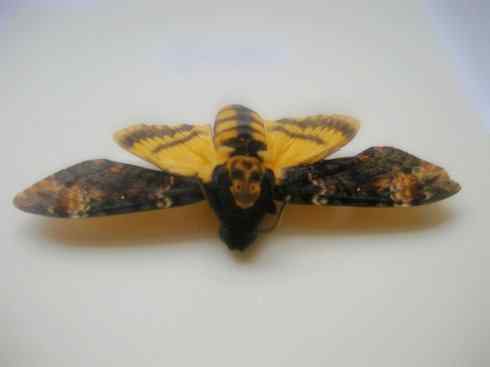 十大喜食蜂蜜动物:鬼脸天蛾 十大喜食蜂蜜动物:鬼脸天蛾