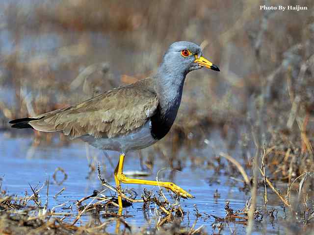 风乍起 wbr吹皱一湖碧水(观赏灰头麦鸡)