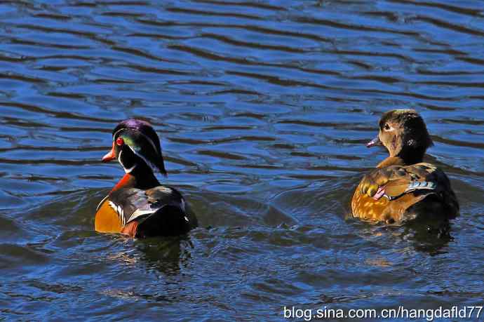 美国鸟类摄影——林鸳鸯(3)