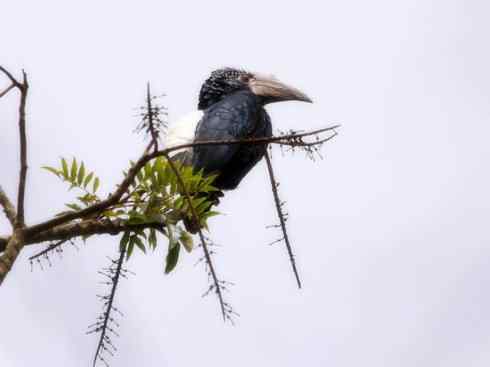奇特的盔：盔犀鸟