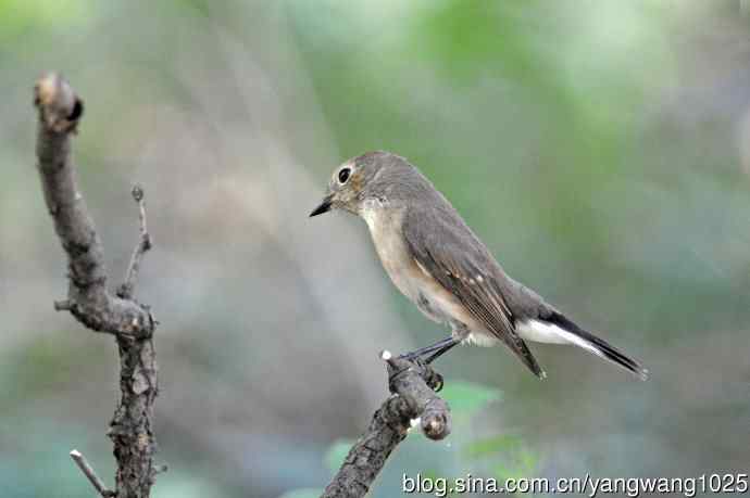 秋天的红喉姬鹟（2）