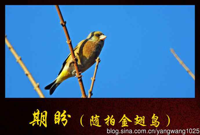 北京奥森公园的鸟类——期盼（随拍金翅鸟）