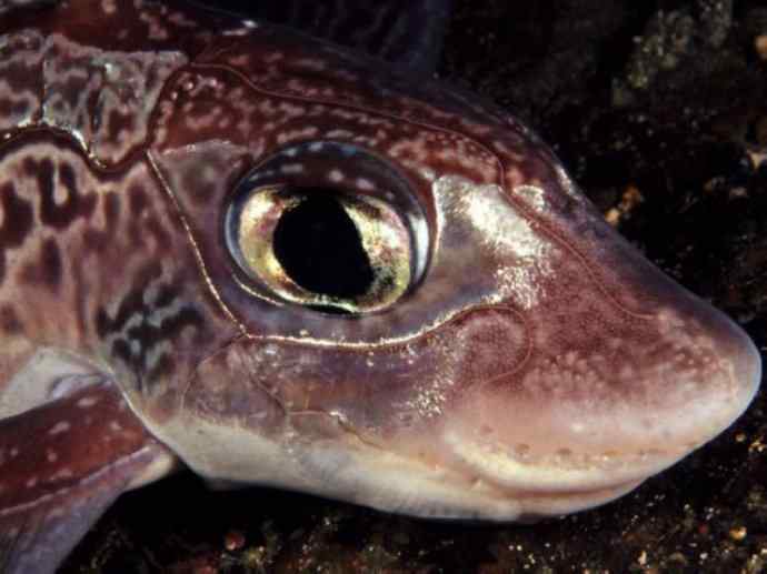 鱼类活化石：银鲛