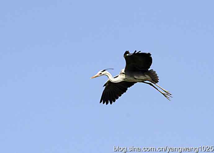 苍鹭 wbr2 苍鹭 wbr2