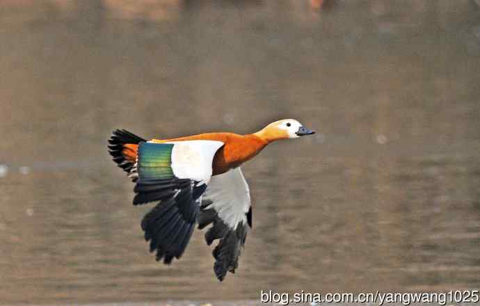 赤麻鸭（抓拍）