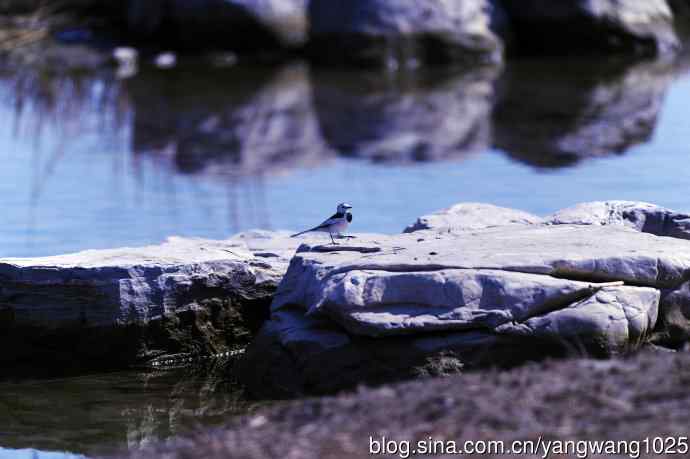 湖畔的白鹡鸰 wbr2