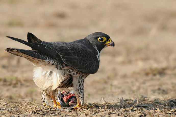 高端食物链之王者风范