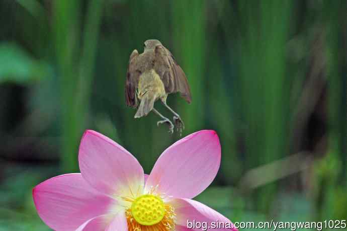 东方大苇莺与荷花（9）