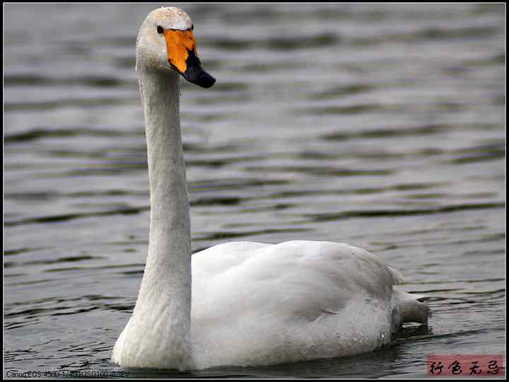 新疆鸟类大全——行色无忌的南疆鸟类摄影