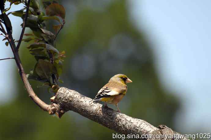 明星风范（拍摄金翅鸟纪实）