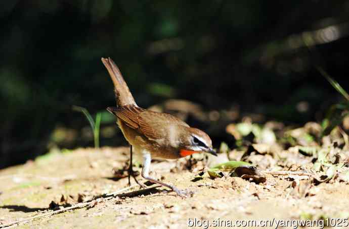 红喉歌鸲（18）