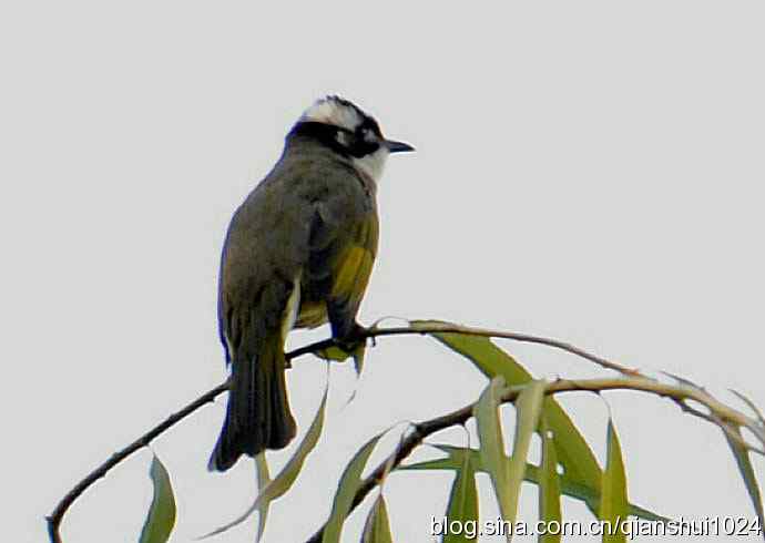 白头鹎的快乐生活(玉渊潭)