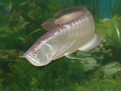 鱼类活化石：巨骨舌鱼