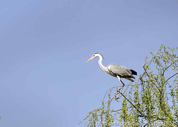 苍鹭 wbr2 苍鹭 wbr2