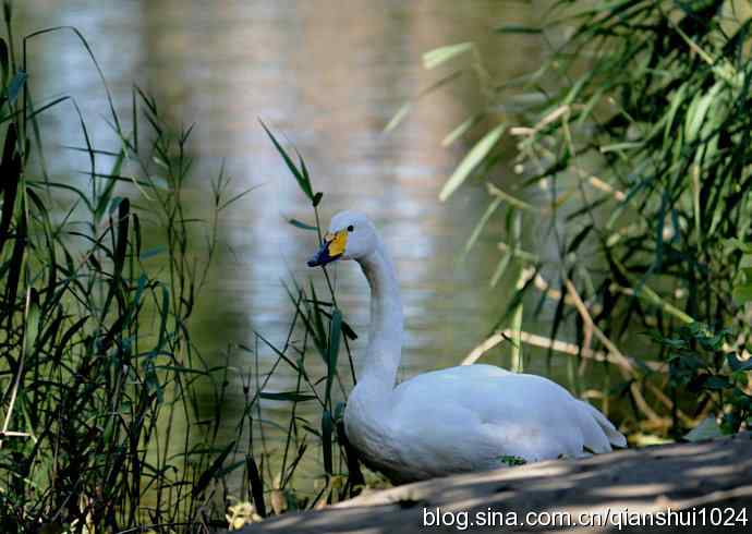 白天鹅.悠然自得(动物园)