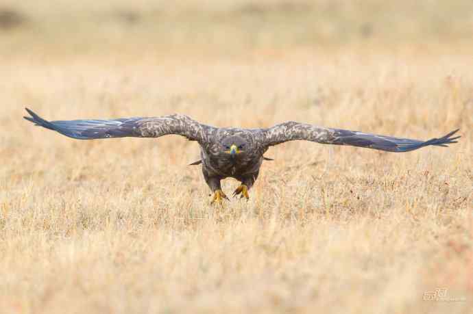 一组草原雕迎面起飞和飞行图（拍摄距离60米）