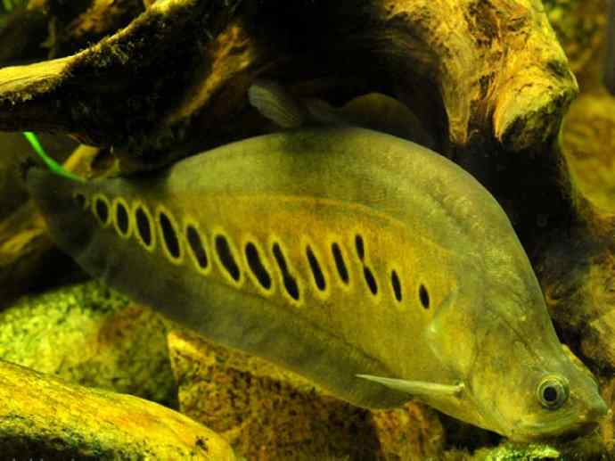 鱼类活化石：铠甲弓背鱼