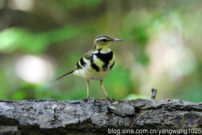 北京天坛公园的鸟类——山鹡鸰（2）