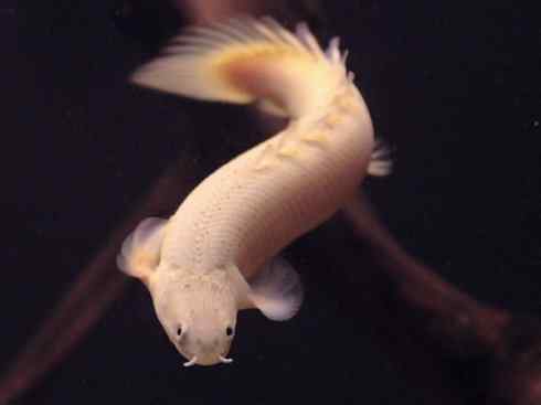 鱼类活化石:多鳍鱼 鱼类活化石:多鳍鱼