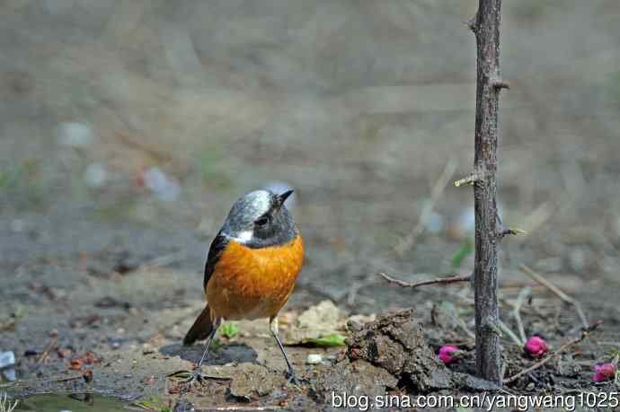 雄性北红尾鸲（32）