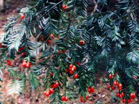 鱼类活化石:齿蝶鱼 鱼类活化石:齿蝶鱼