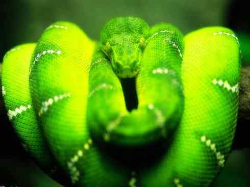 龙:传说的兽原型探秘(树蟒类) 龙:传说的兽原型探秘(树蟒类)