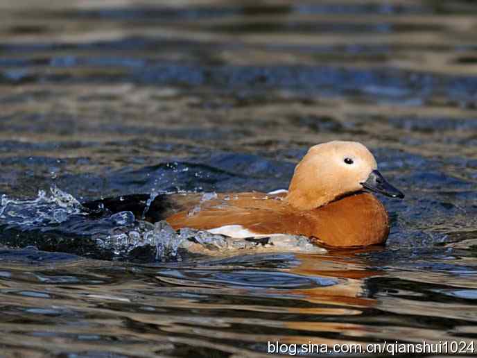 水禽湖冬季运动会