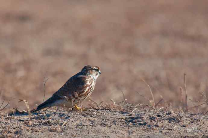 【野鸭湖的鸟】灰背隼 【野鸭湖的鸟】灰背隼