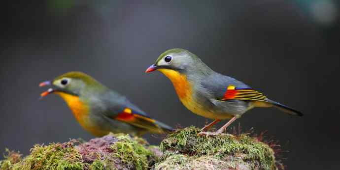 洋县两天观鸟，秦岭如此美妙！