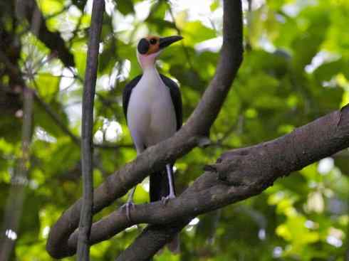 绝色攀禽:戴胜与林戴胜2 绝色攀禽:戴胜与林戴胜2