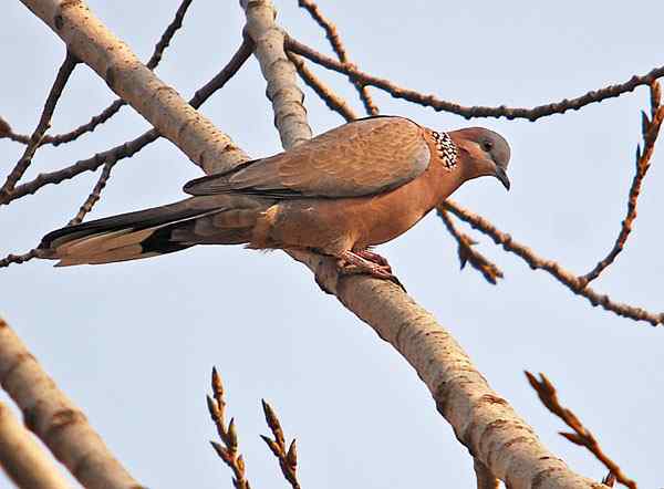 超梦鸟类摄影作品——家乡的鸟（4），珠颈斑鸠（组图）