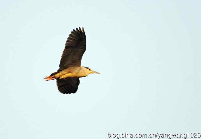 飞(夜鹭)51 飞(夜鹭)51