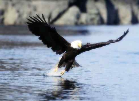 白头鸟系列:另类的美丽12 白头鸟系列:另类的美丽12