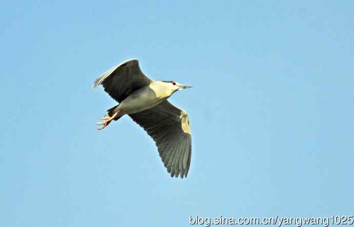 夜鹭（库存片）